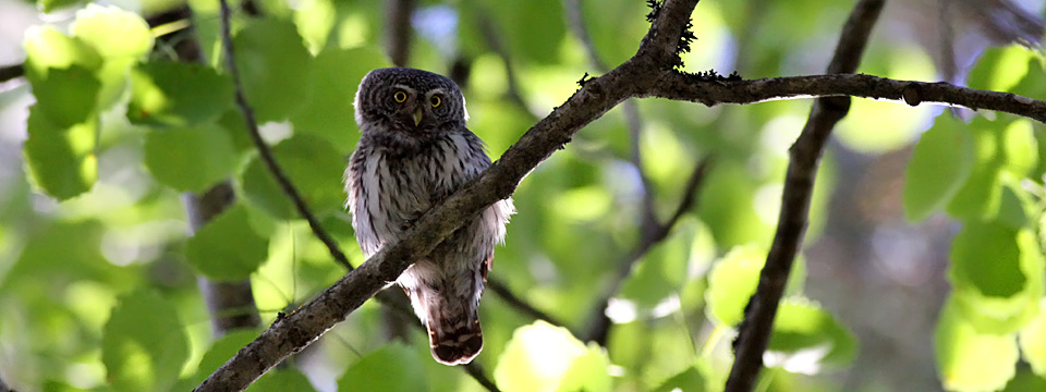 Glaucidium passerinum